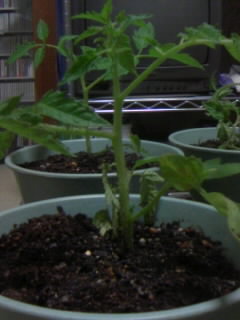 ファイル 285-1.jpg